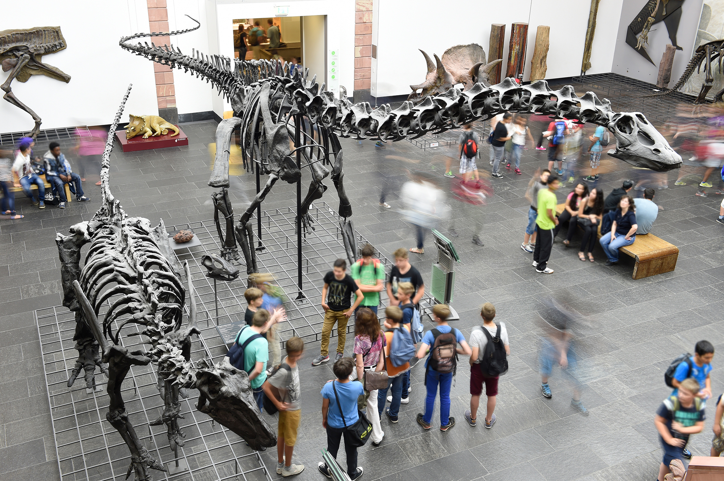 Saal der Dinosaurier im Senckenberg Naturmuseum Frankfurt. Foto: Senckenberg, Tränkner